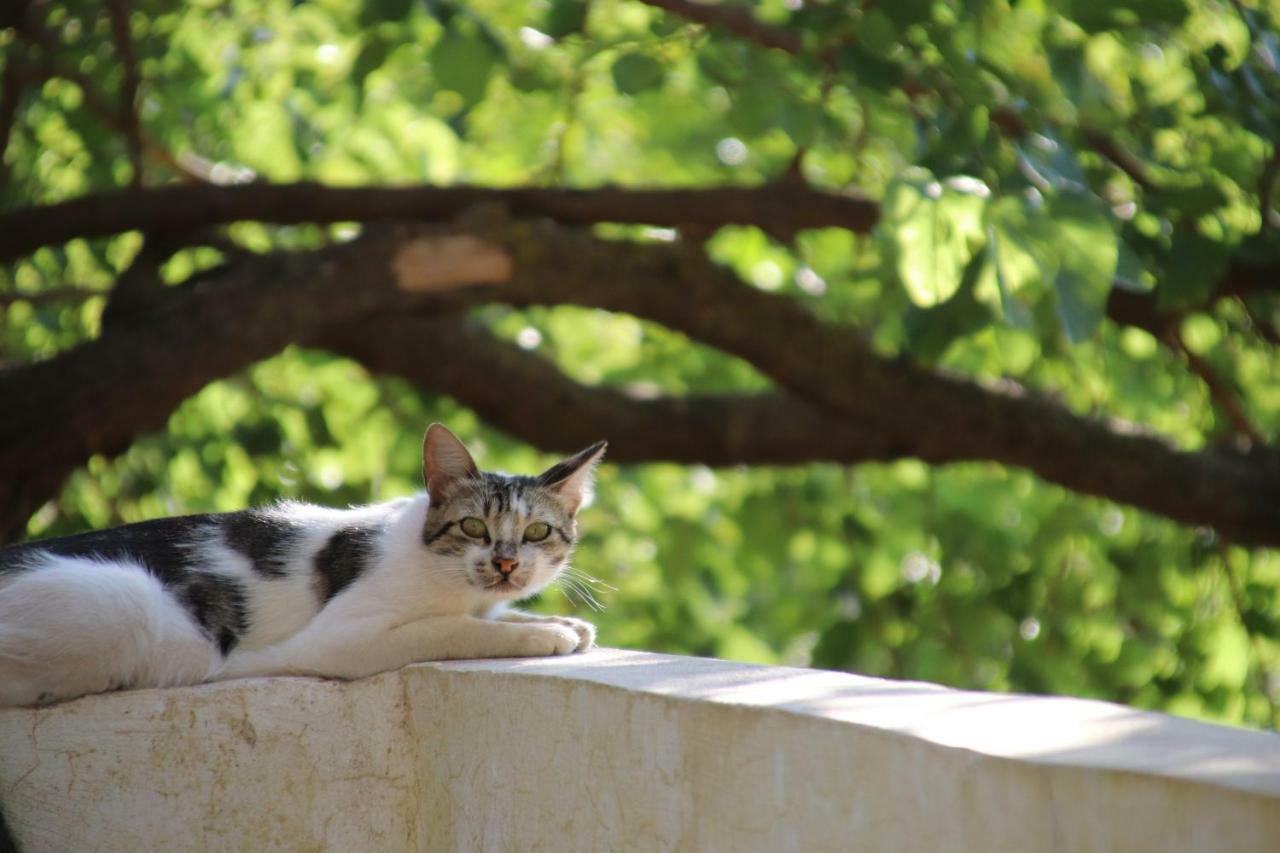 Mhna Guest House ‘Ajlūn Εξωτερικό φωτογραφία